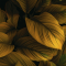 Adesivo Papel de Parede - Folhagem Gold