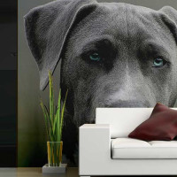 Painéis Fotográficos- Pitbull Cinza