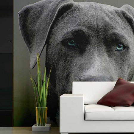 Painéis Fotográficos- Pitbull Cinza