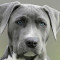 Painéis Fotográficos- Pitbull Cinza