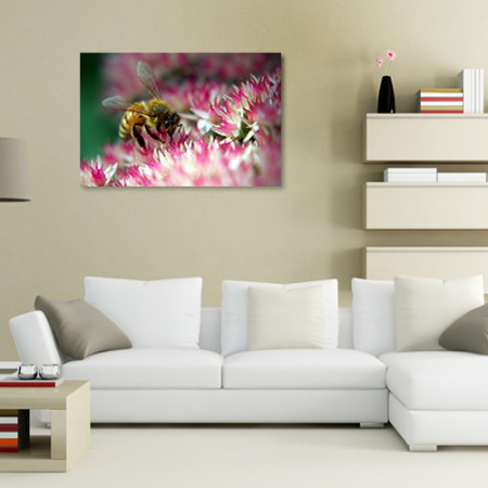 Quadros com Fotos - Abelha na flor