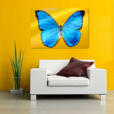 Quadros com Fotos - Borboleta Azul grande