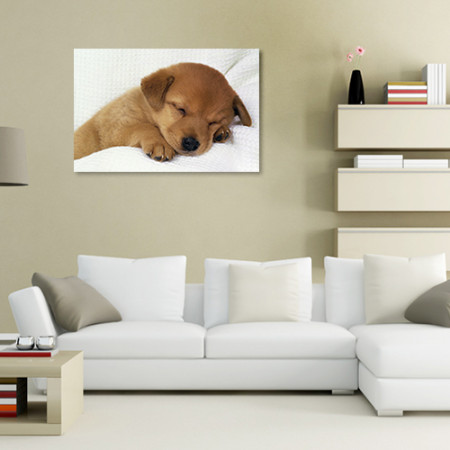 Quadros com Fotos - Cachorro Filhote