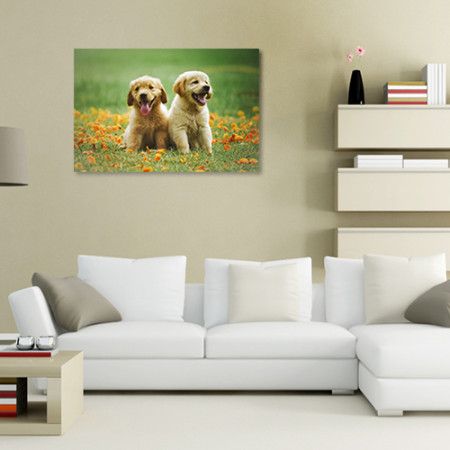 Quadros com Fotos - Cachorros golden filhotes