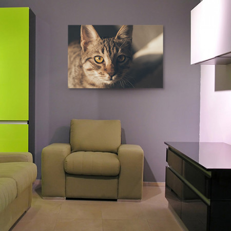 Quadros com Fotos - Gato pequeno