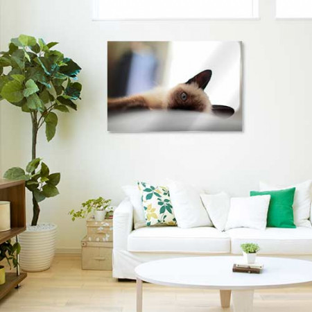 Quadros com Fotos - Gatos deitado