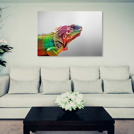 Quadros com Fotos - Iguana colorida